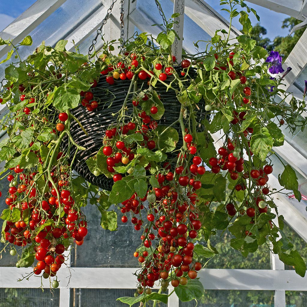 TOMATO - Hundreds & Thousands Current