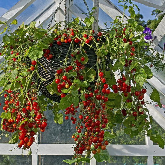 TOMATO - Hundreds & Thousands Current