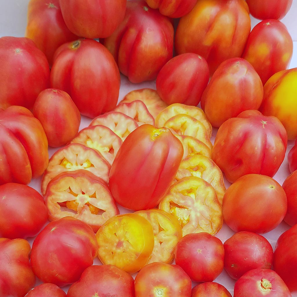 TOMATO - California Tulip