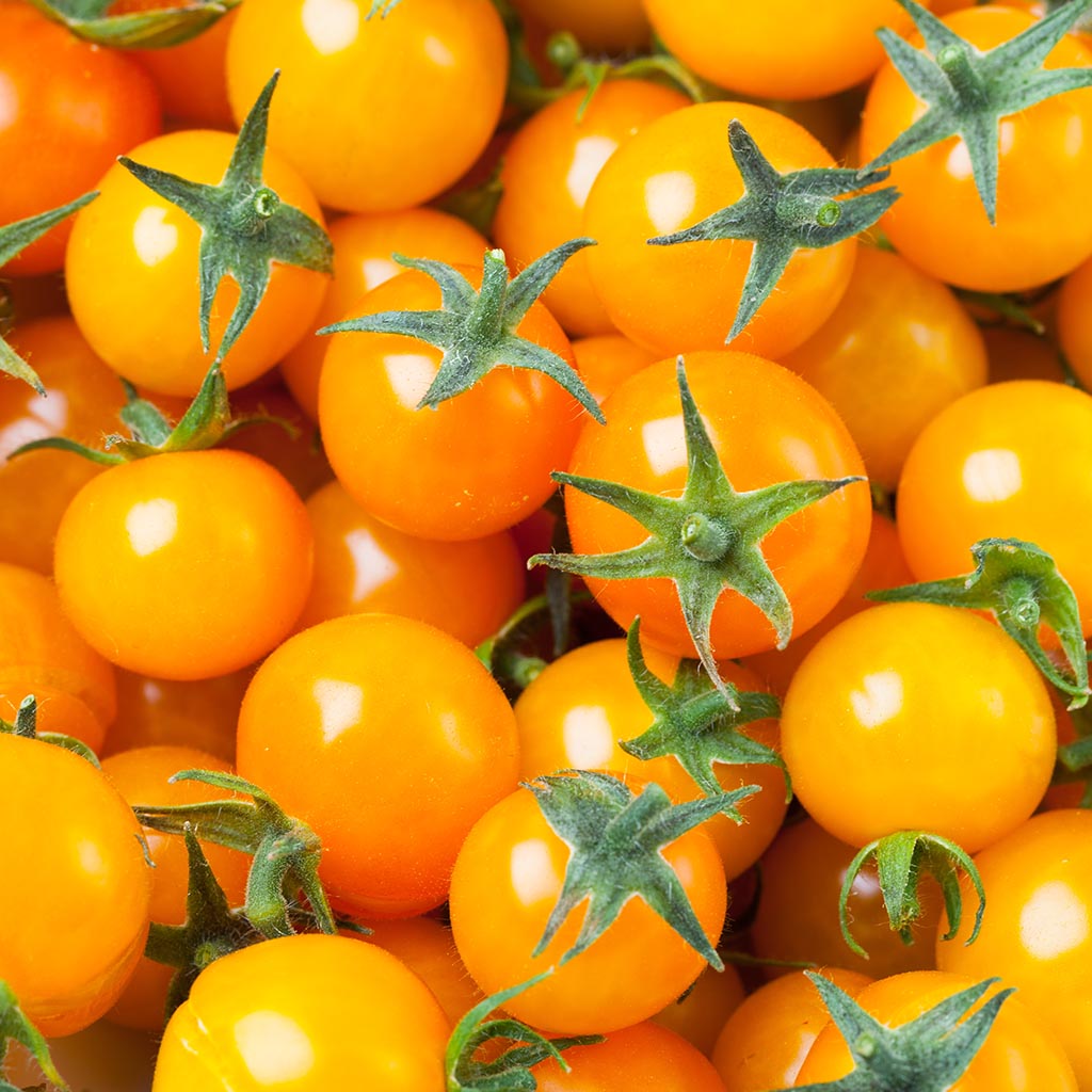 TOMATO - Tim's Taste of Paradise