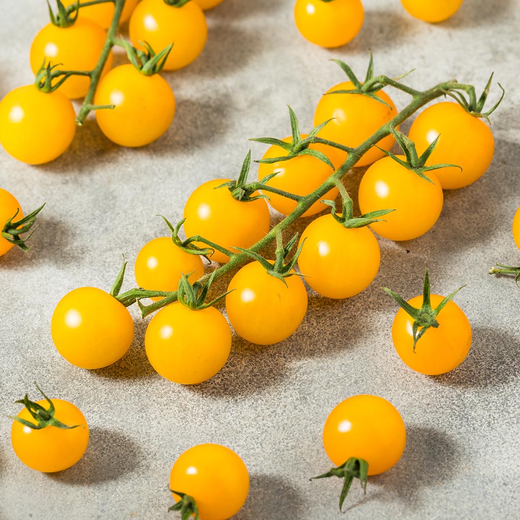 TOMATO - Tim's Taste of Paradise