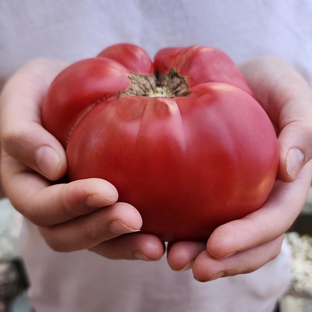 TOMATO - Florida Giant Pink