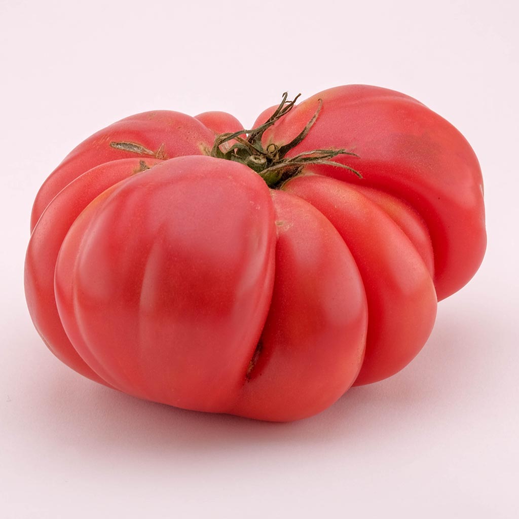 TOMATO - Florida Giant Pink