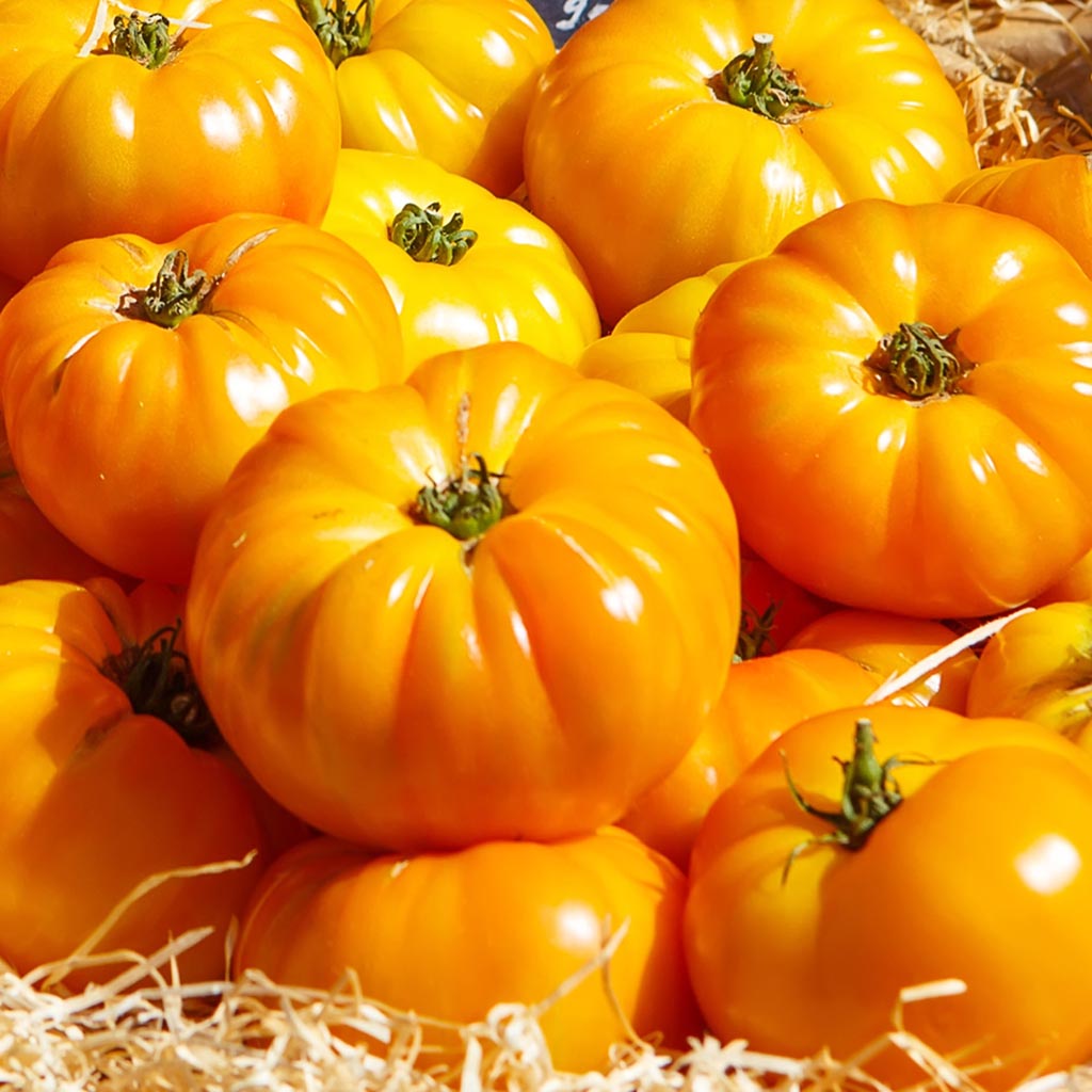 TOMATO - Dixie Golden Giant