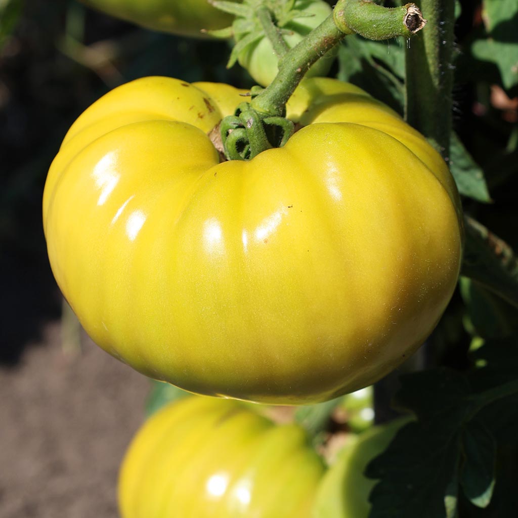 TOMATO - Dixie Golden Giant