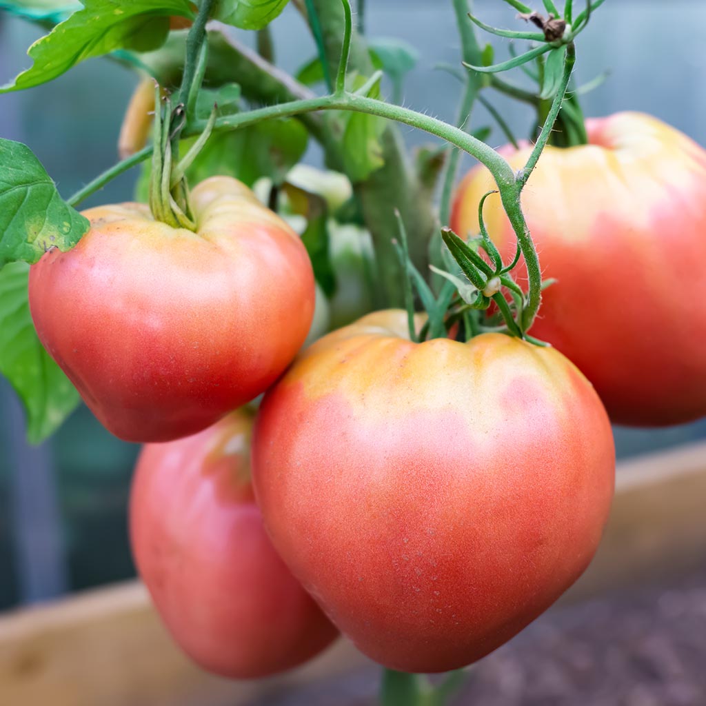 TOMATO - Giant Heart Climber