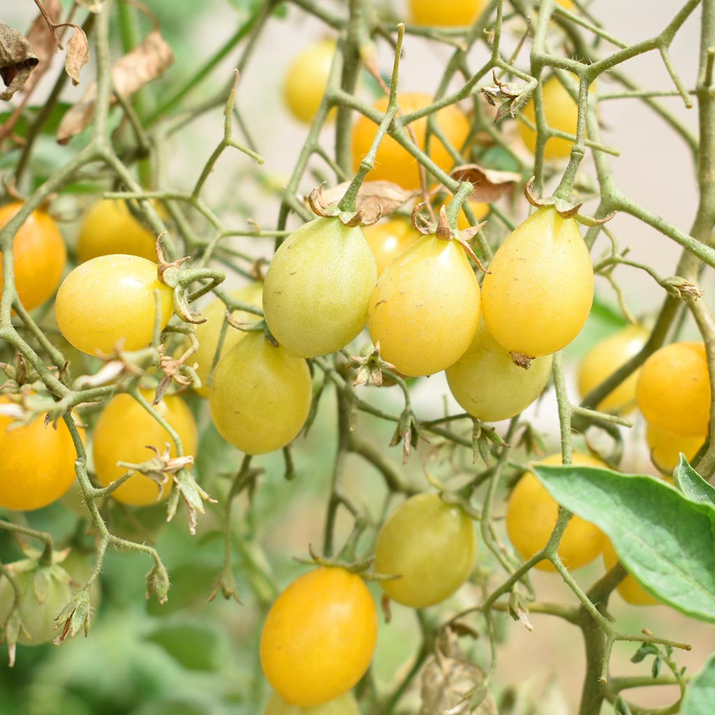 DWARF TOMATO - Barossa Moon