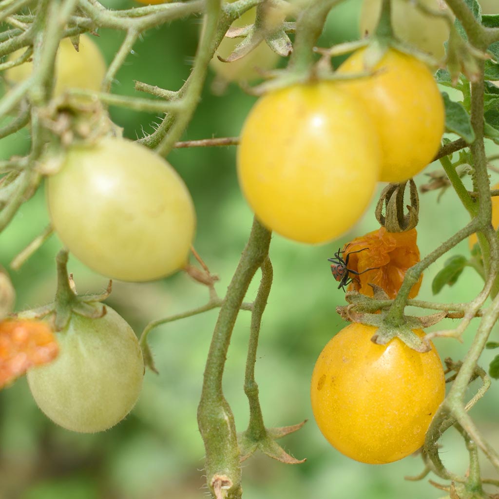 DWARF TOMATO - Barossa Moon
