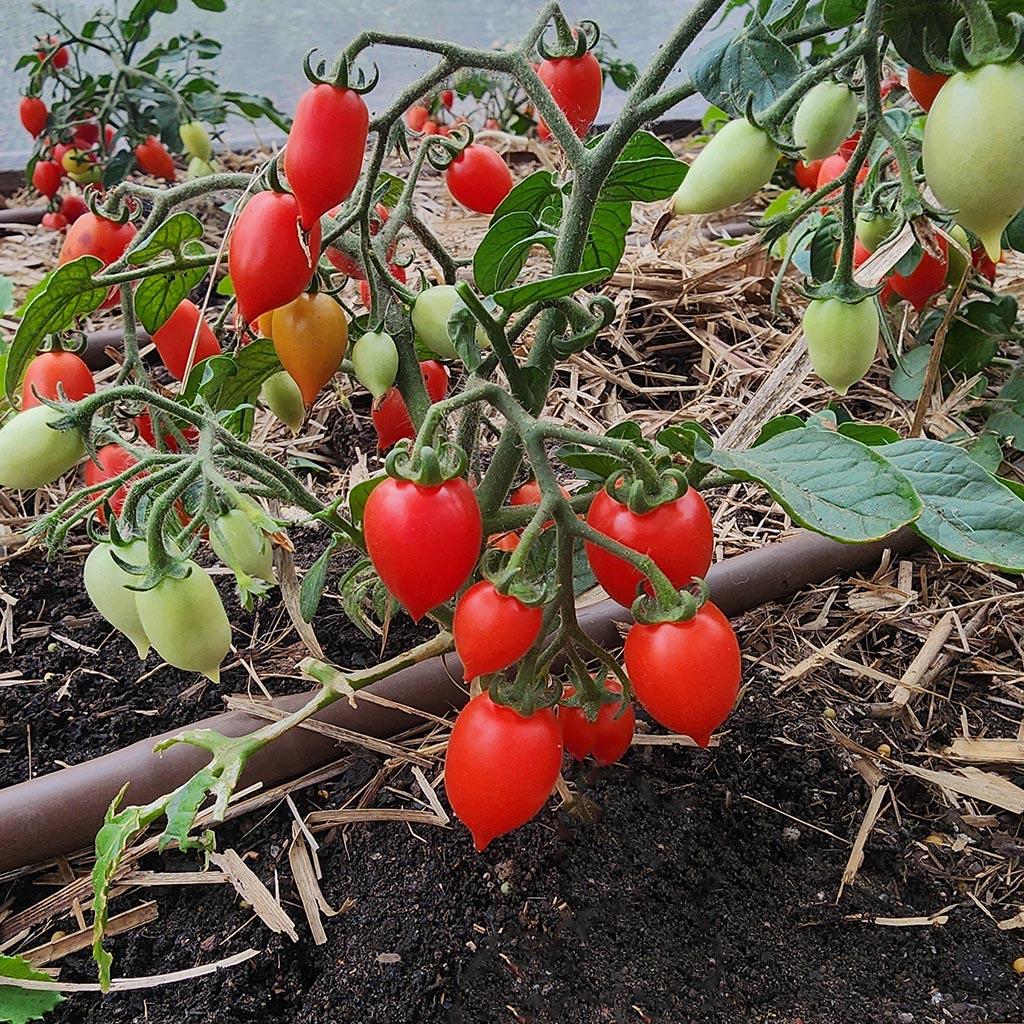 MICRO TOMATO - Little Heartbreaker