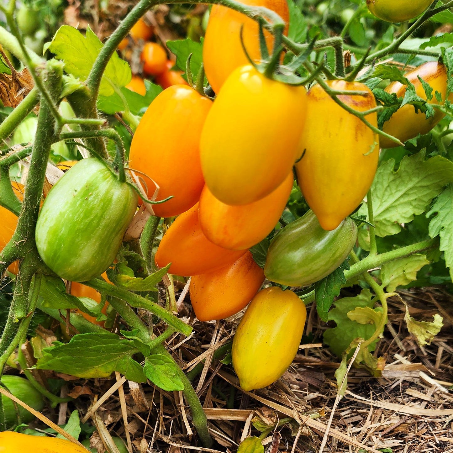 MICRO TOMATO - Golden Hour
