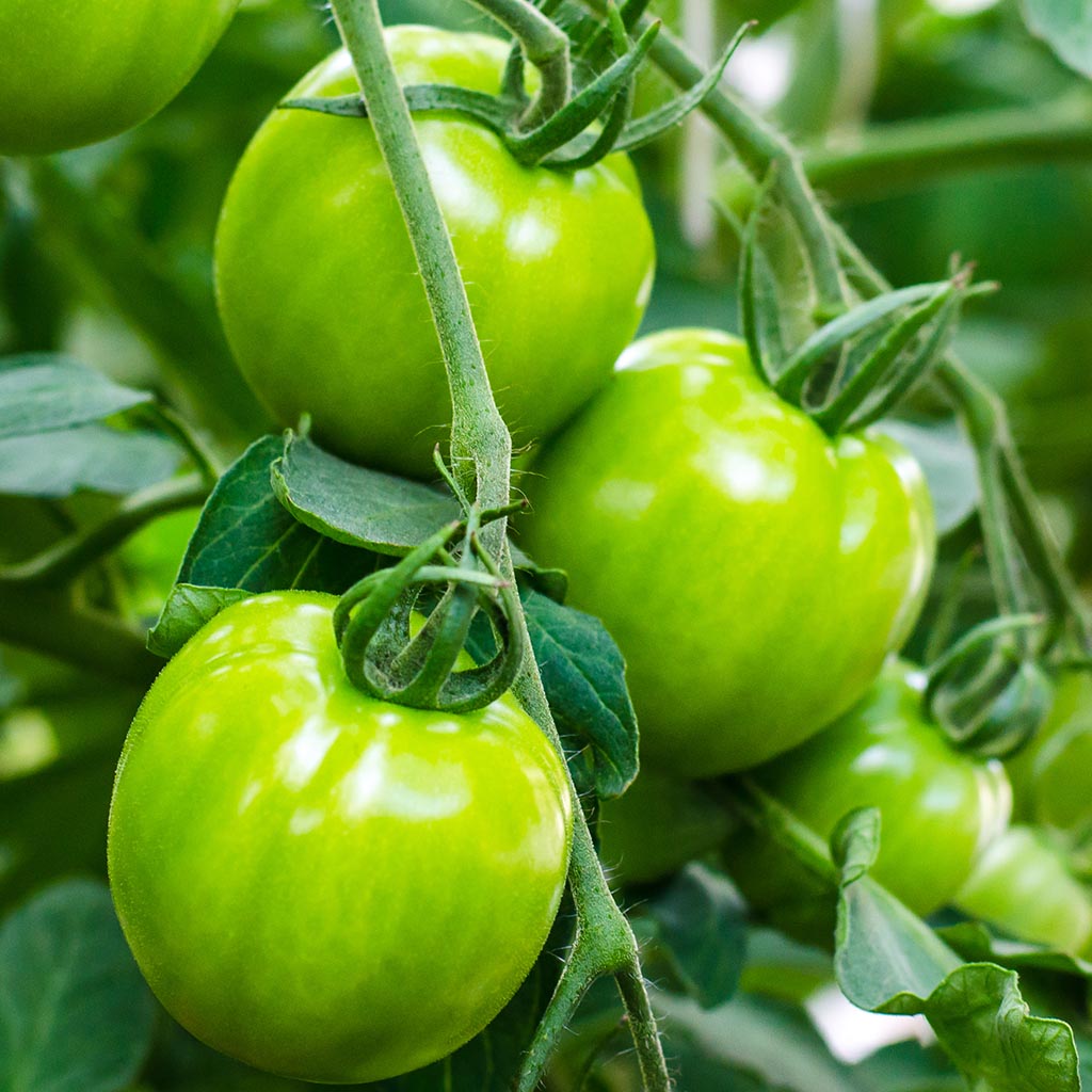 MICRO TOMATO - Limelite