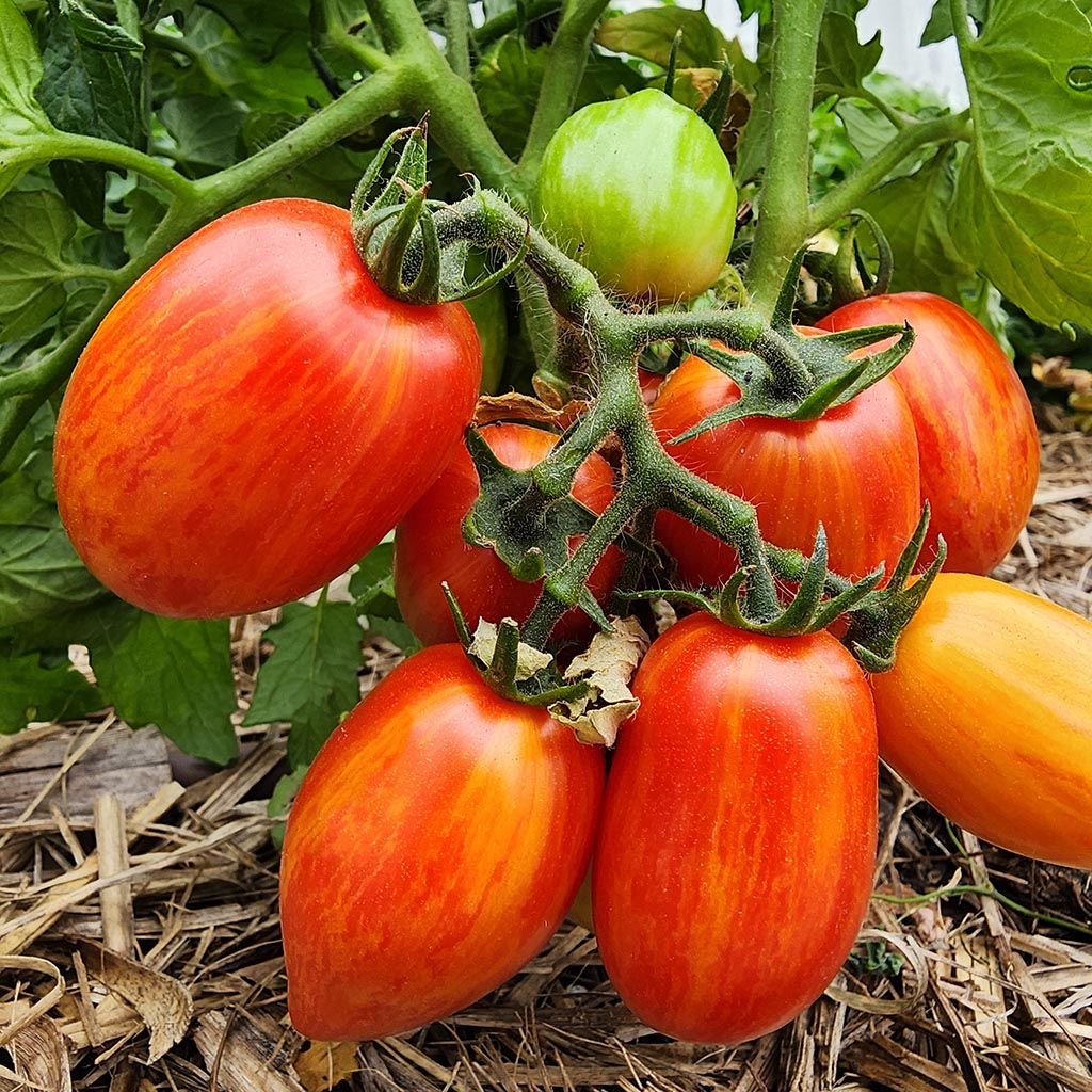 MICRO TOMATO - Dynamite Delight