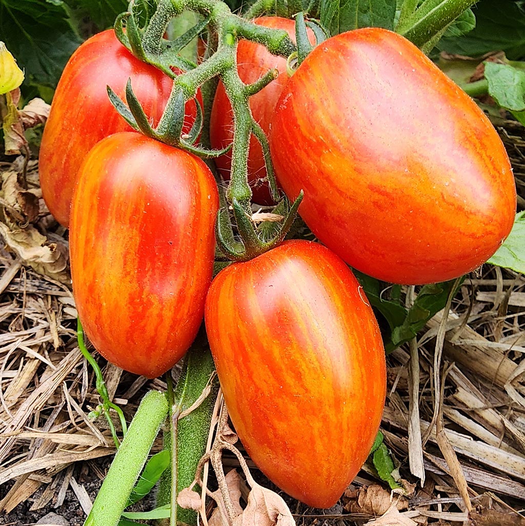 MICRO TOMATO - Dynamite Delight