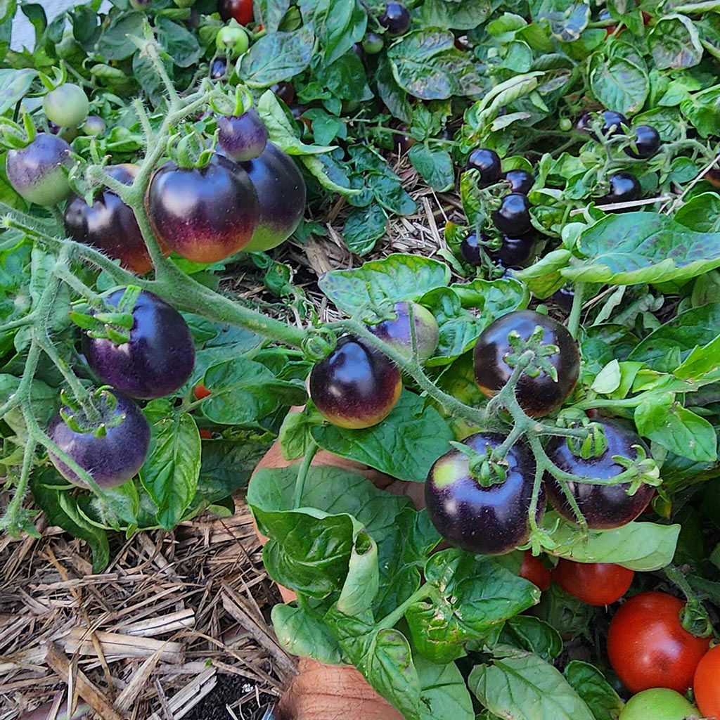 MICRO TOMATO - Tartufa