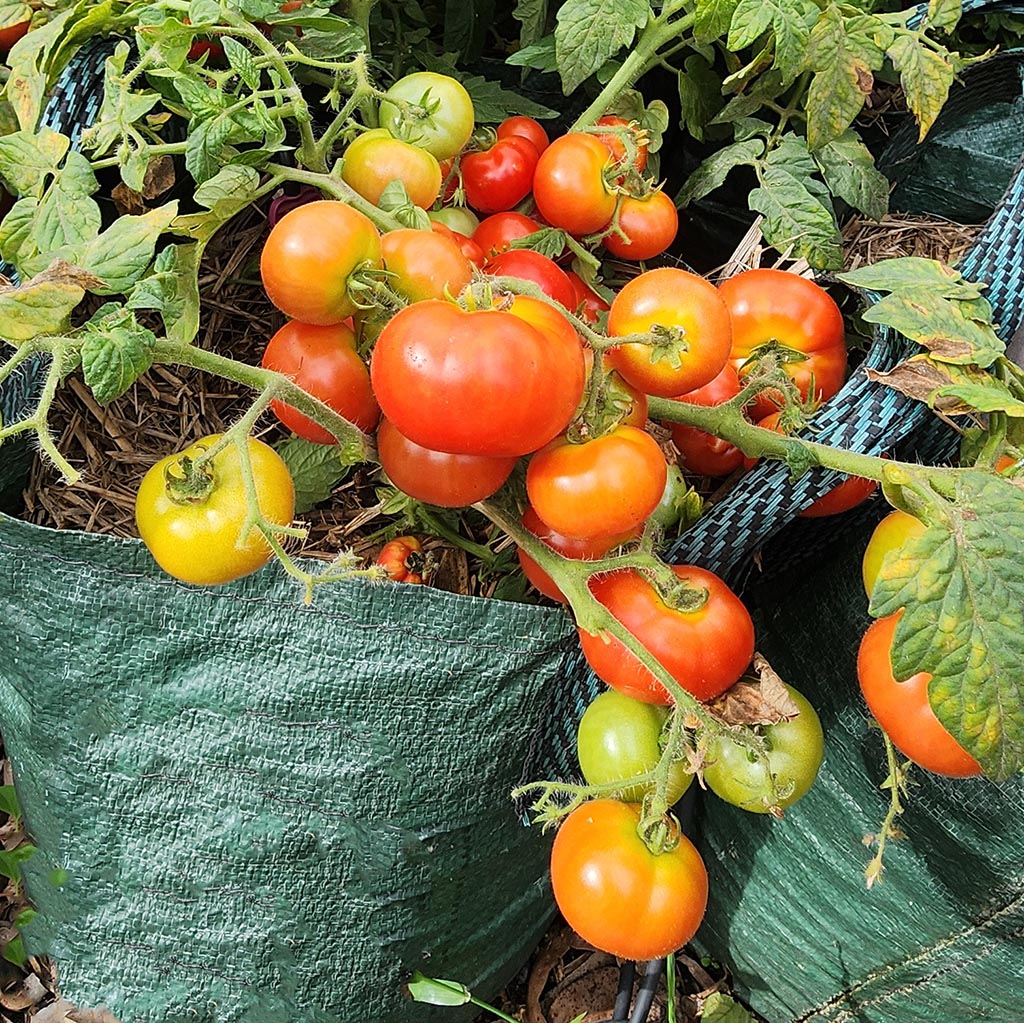 MICRO TOMATO - Florida Petite