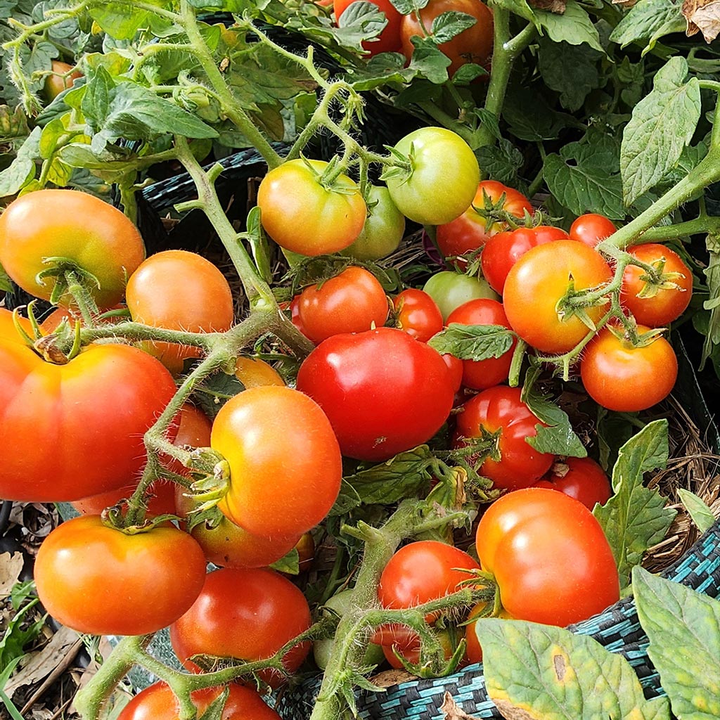MICRO TOMATO - Florida Petite