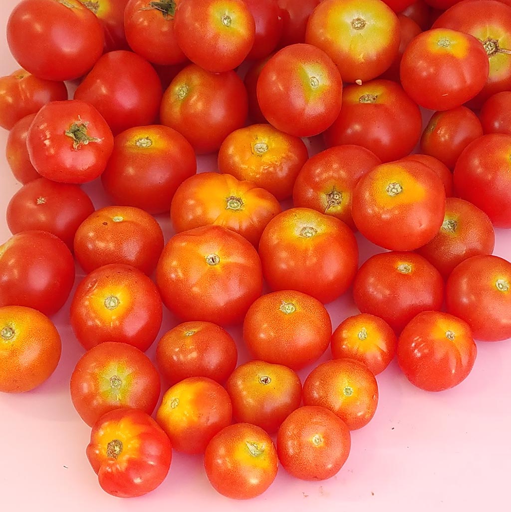 MICRO TOMATO - Florida Petite