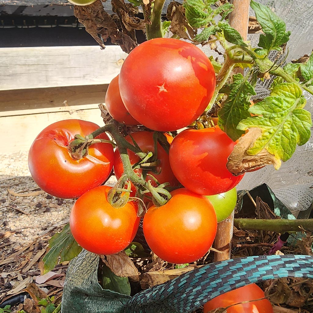 MICRO TOMATO - Tiny Totem
