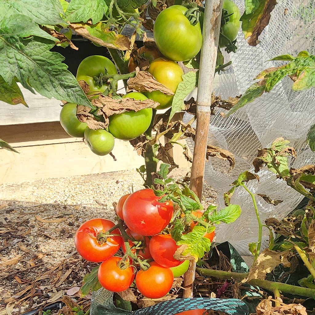 MICRO TOMATO - Tiny Totem