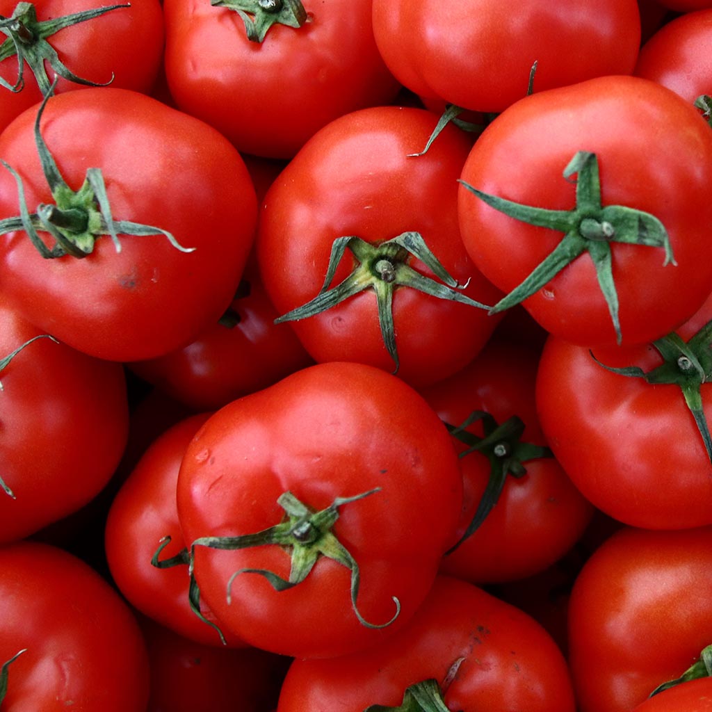 MICRO TOMATO - Chinese Tea
