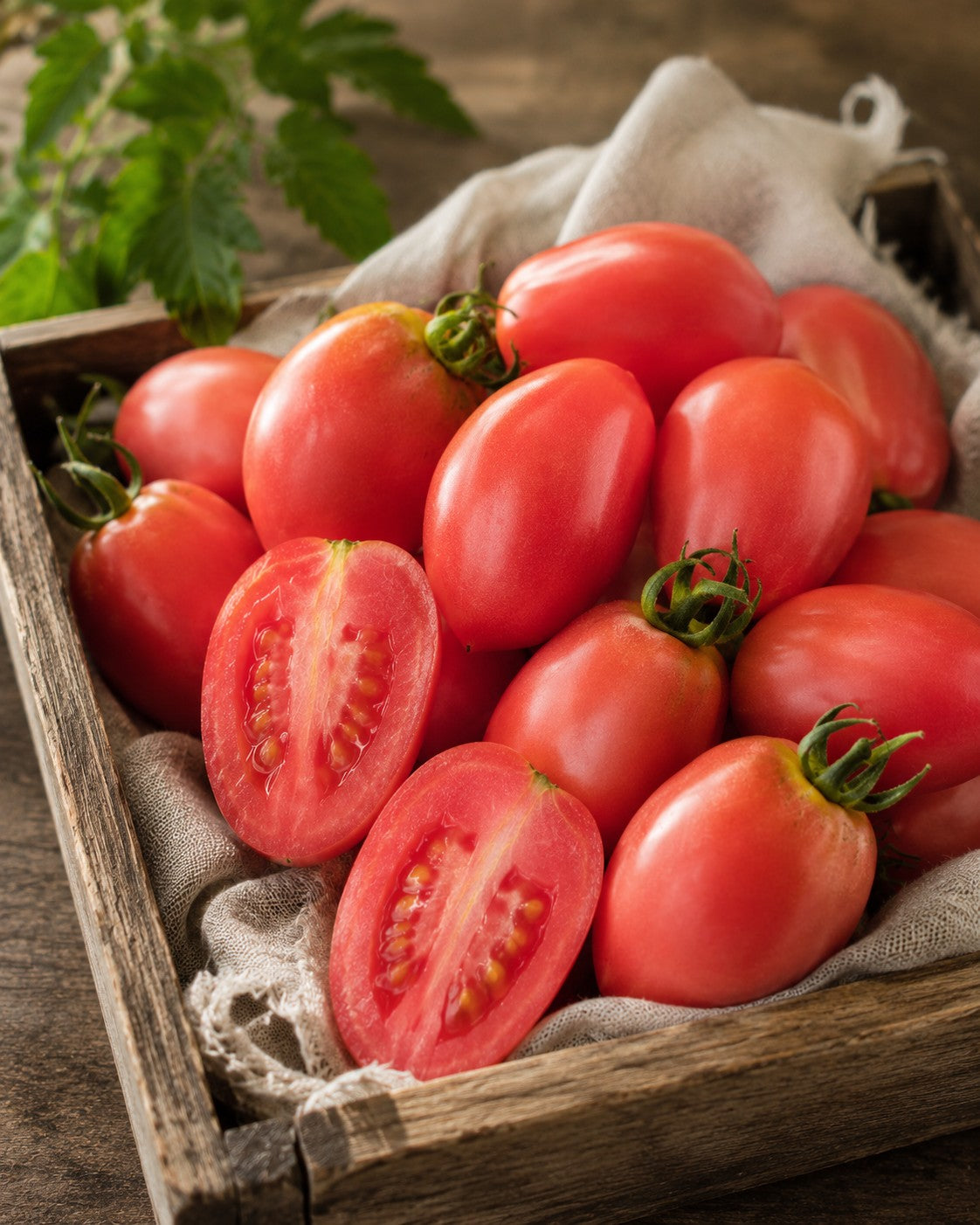 DWARF TOMATO - Melanie's Ballet