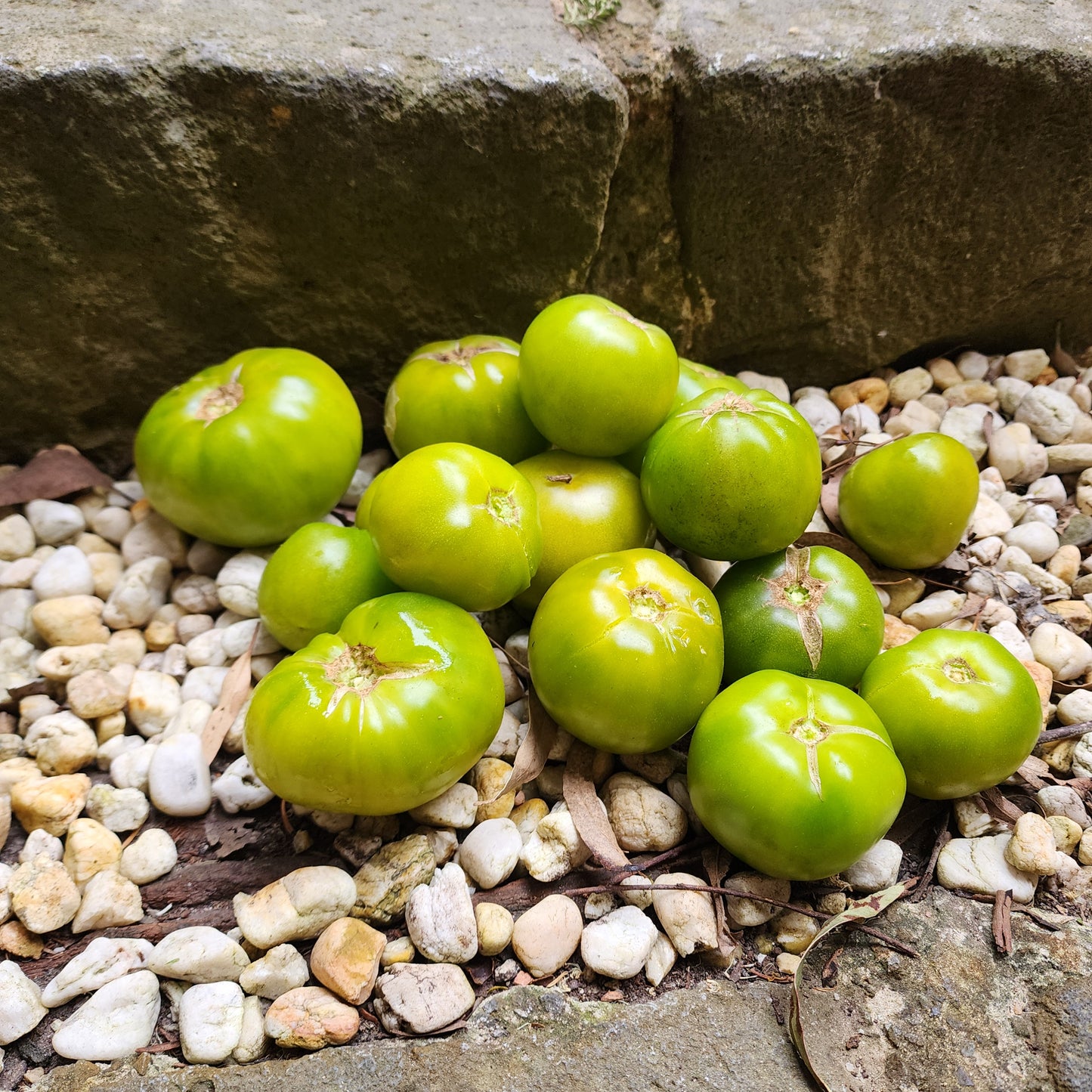 DWARF TOMATO - Beryl Beauty - Lycopersicon esculentum