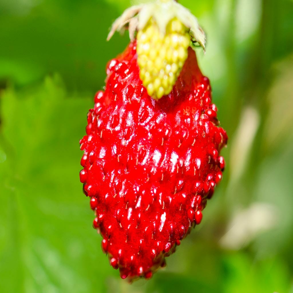 ALPINE STRAWBERRY - Baron Solmacher - Fragaria vesca