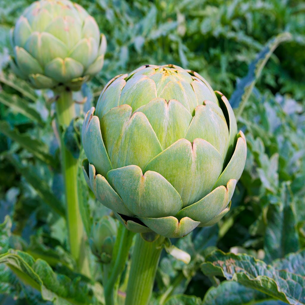 ARTICHOKE - Imperial Star - Cynara scolymus