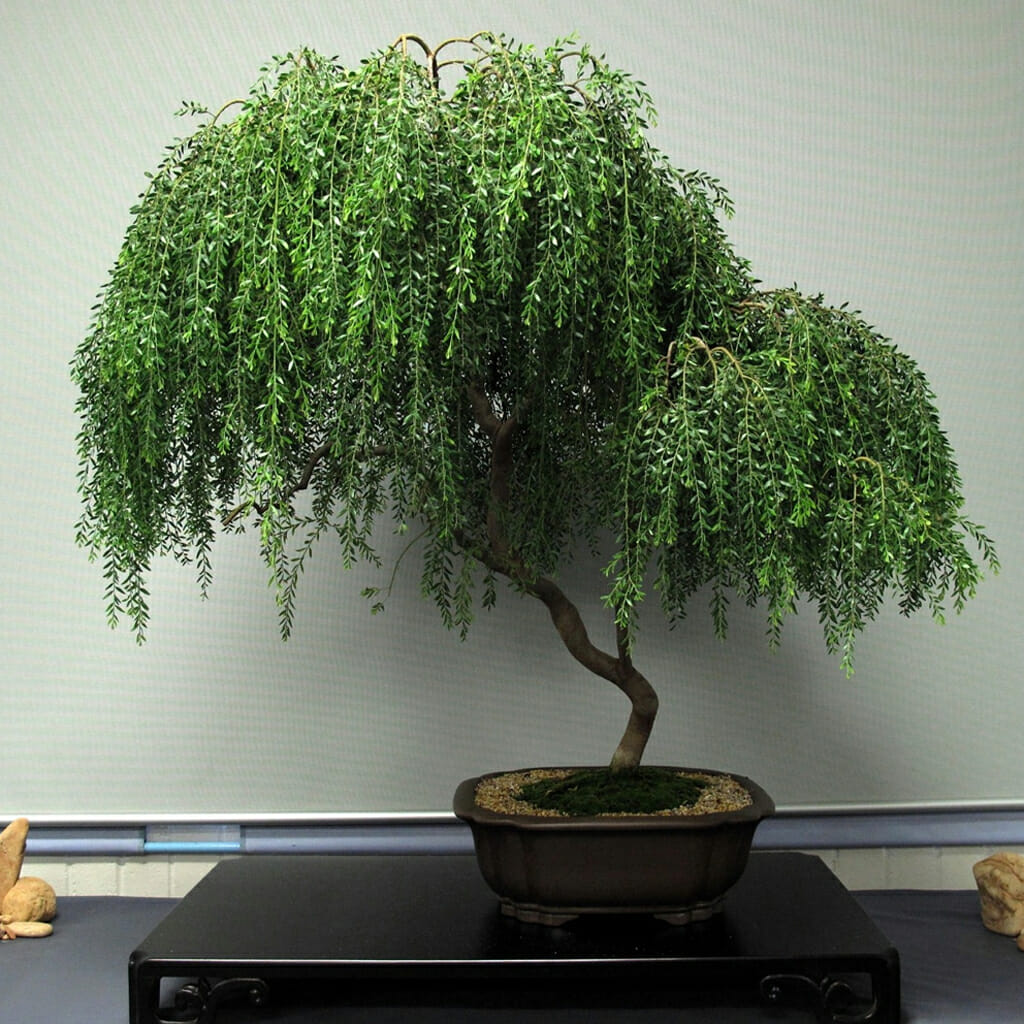 Sticky Wattle - Acacia howittii