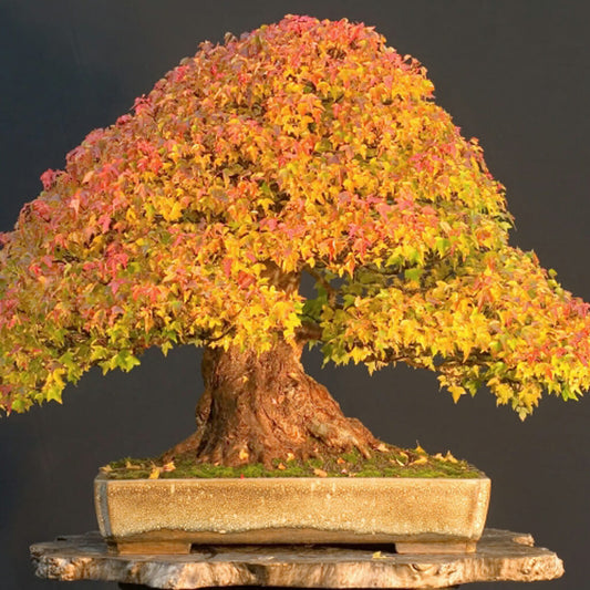 Trident Maple - Acer buergerianum