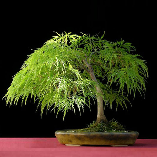 Cut Leaved Japanese Maple - Acer palmatum dissectum