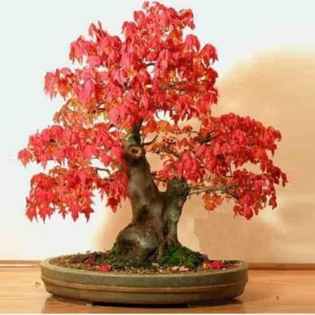 Red Maple - Acer rubrum