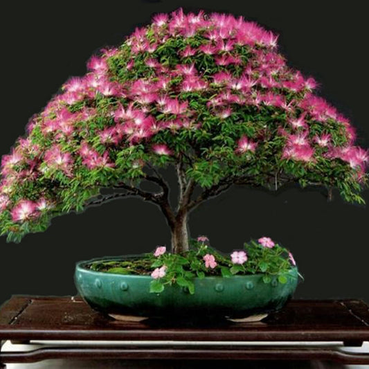 Silk Tree - Albizia julibrissin