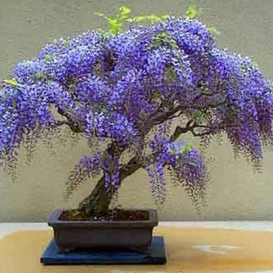 Tree Wisteria - Bolusanthus speciosus