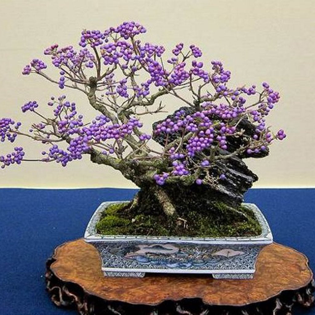 Purple Beautyberry - Callicarpa dichotoma