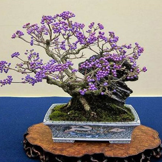 Purple Beautyberry - Callicarpa dichotoma