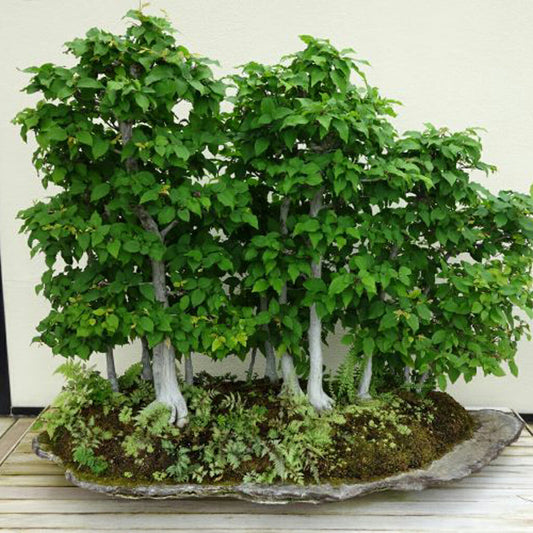 Japanese Hornbeam - Carpinus laxiflora