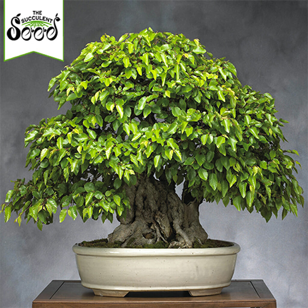 Korean Hornbeam - Carpinus turczaninowii