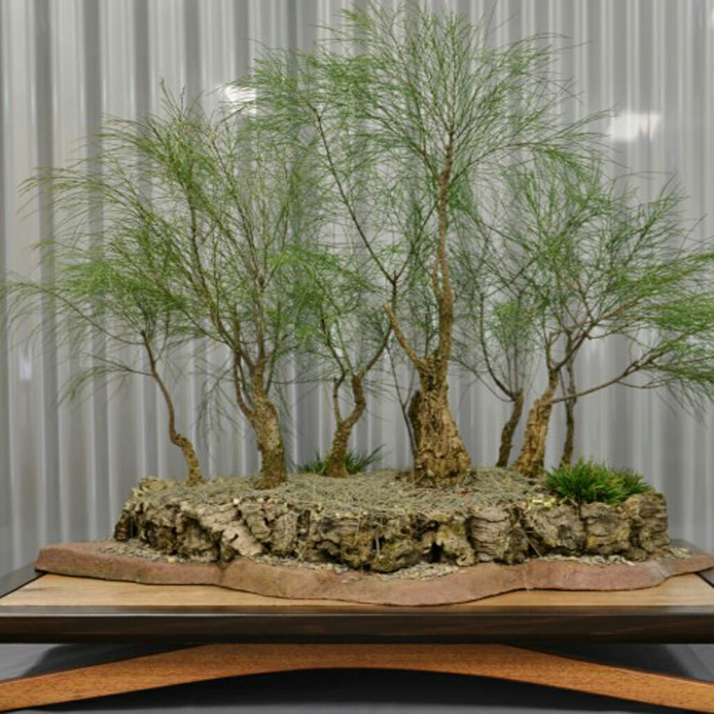 casuarina tree bonsai Forest Oak