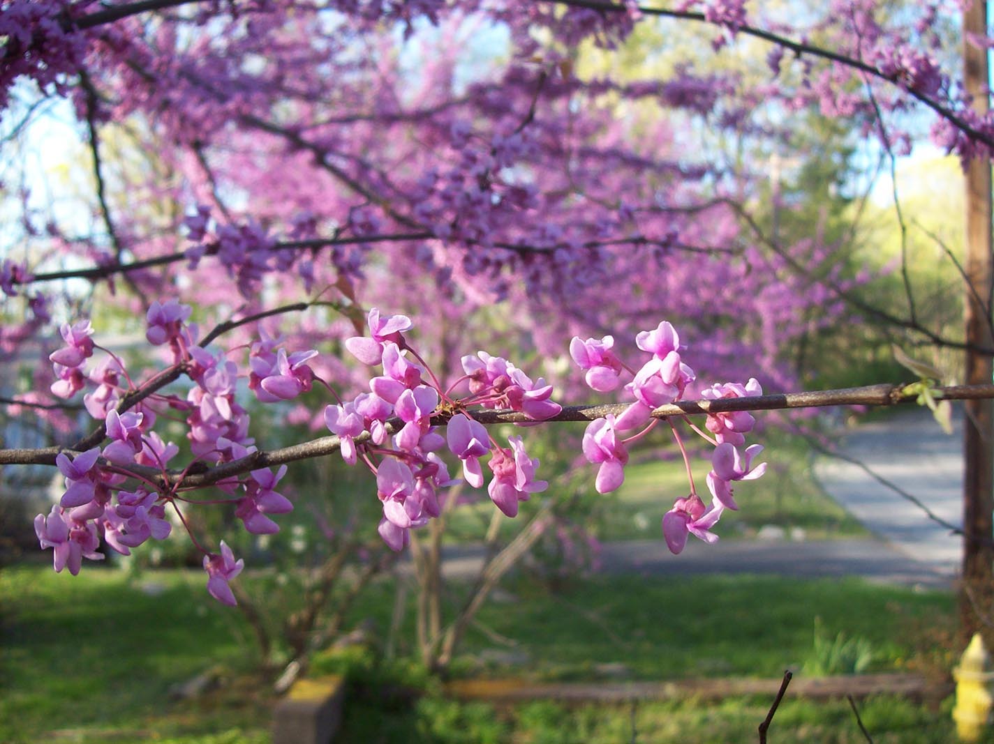 Eastern Redbud - Cercis siliquastrum