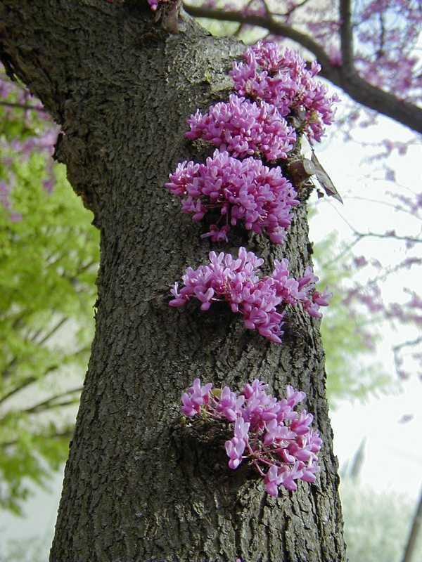 Eastern Redbud - Cercis siliquastrum
