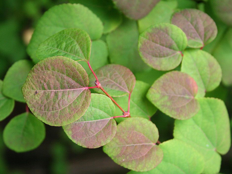 The Katsura Tree - Cercidiphyllum japonica