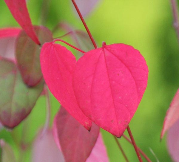 The Katsura Tree - Cercidiphyllum japonica