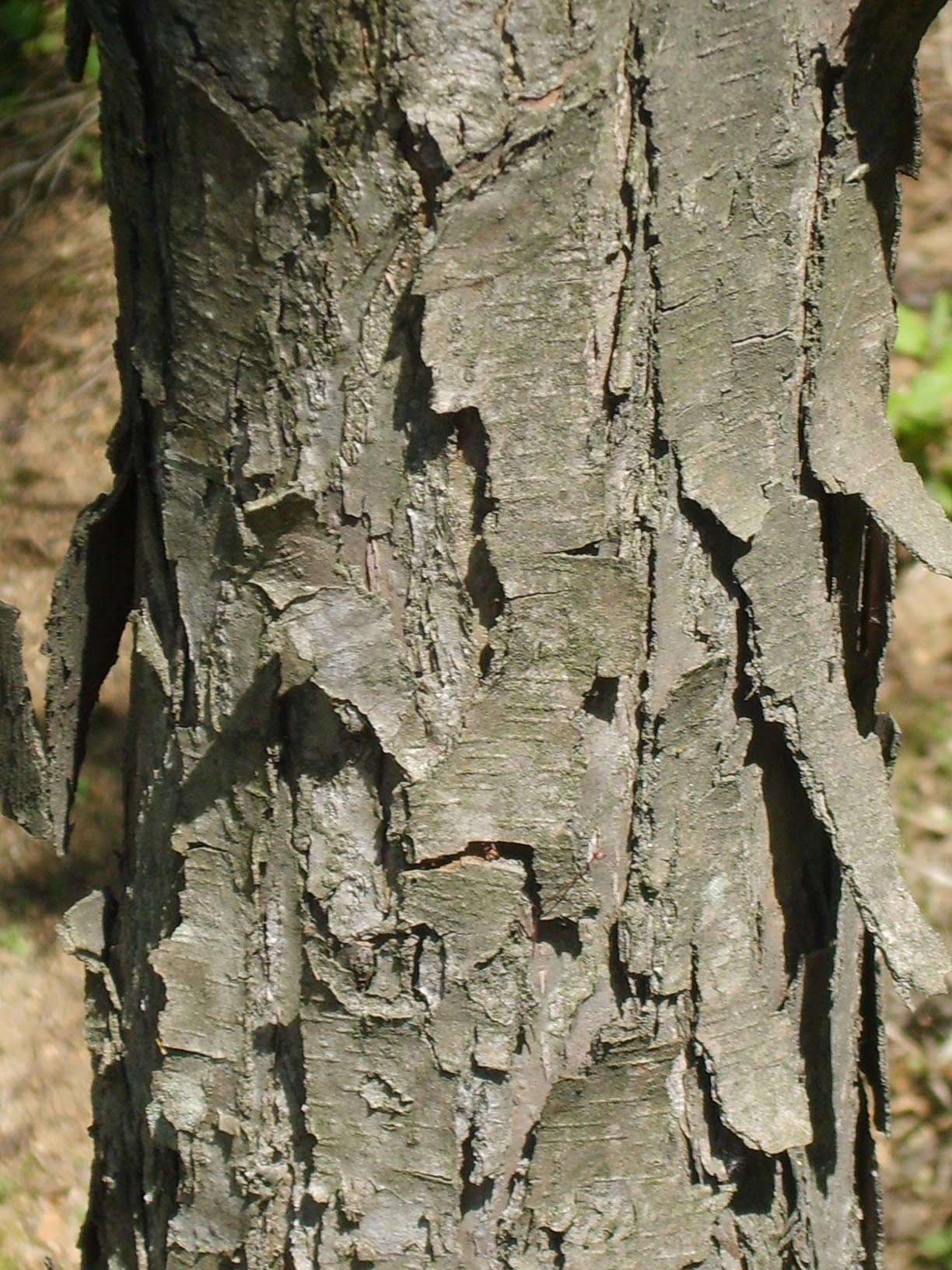 The Katsura Tree - Cercidiphyllum japonica