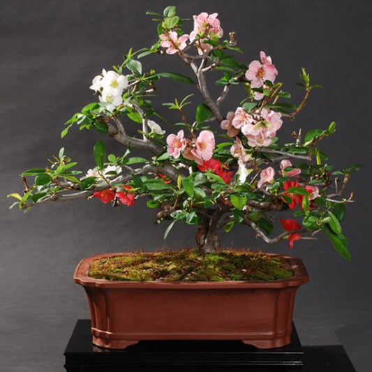 Dwarf Japanese Quince Chaenomeles