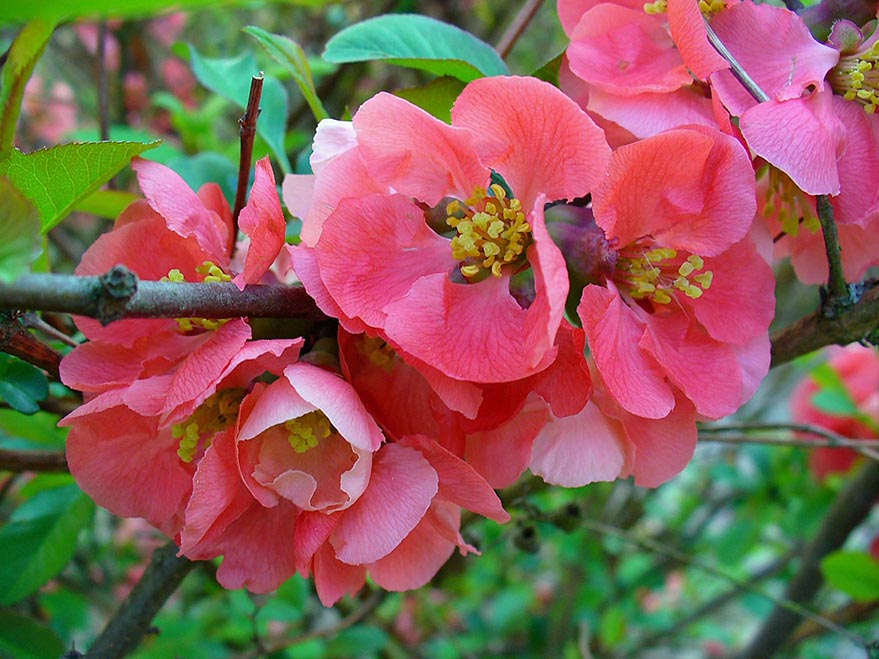 Dwarf Japanese Quince - Chaenomeles japonica