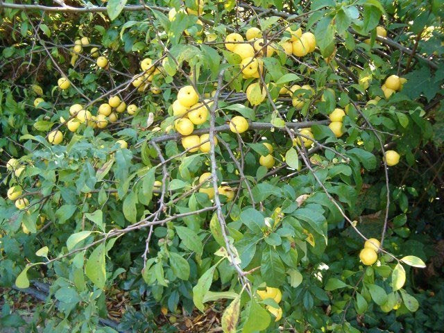 Dwarf Japanese Quince - Chaenomeles japonica