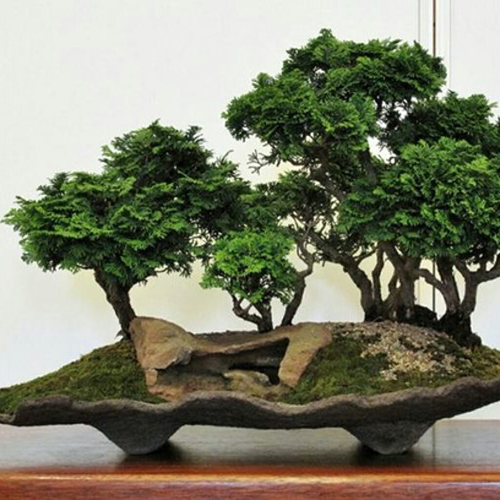 Hinoki Cypress - Chamaecyparis obtusa