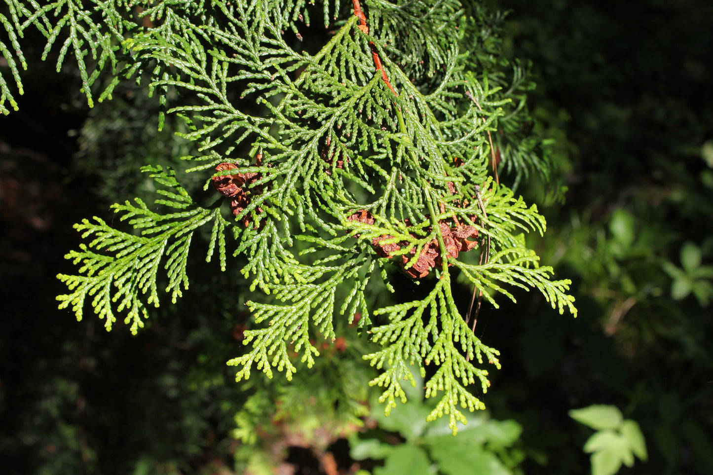 Hinoki Cypress - Chamaecyparis obtusa