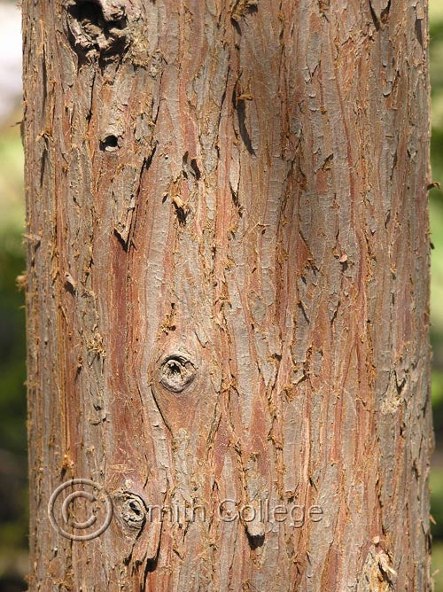 Hinoki Cypress - Chamaecyparis obtusa
